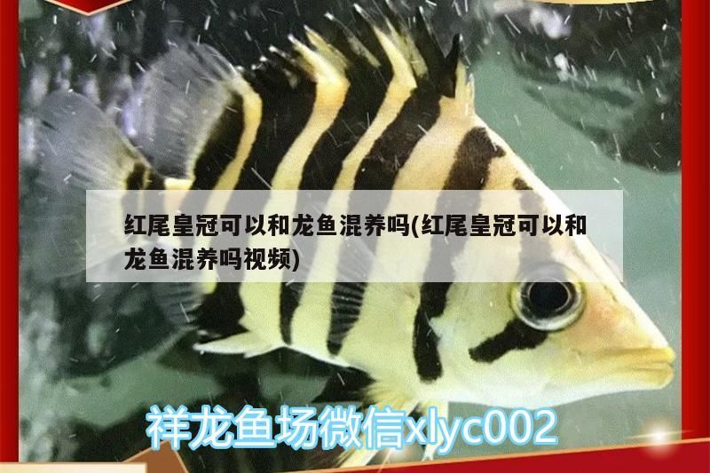 紅尾皇冠可以和龍魚混養嗎(紅尾皇冠可以和龍魚混養嗎視頻)（紅尾皇冠可以和銀龍魚混養嗎） 紅尾皇冠可以和龍魚混養嗎(紅尾皇冠可以和龍魚混養嗎視頻)（紅尾皇冠可以和銀龍魚混養嗎） 觀賞魚百科 第1張