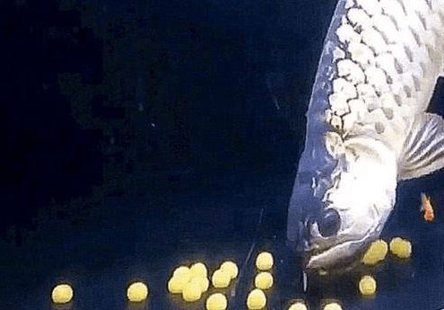 龍魚壁紙超清(龍魚動態(tài)壁紙手機壁紙)（龍魚動態(tài)壁紙手機壁紙）