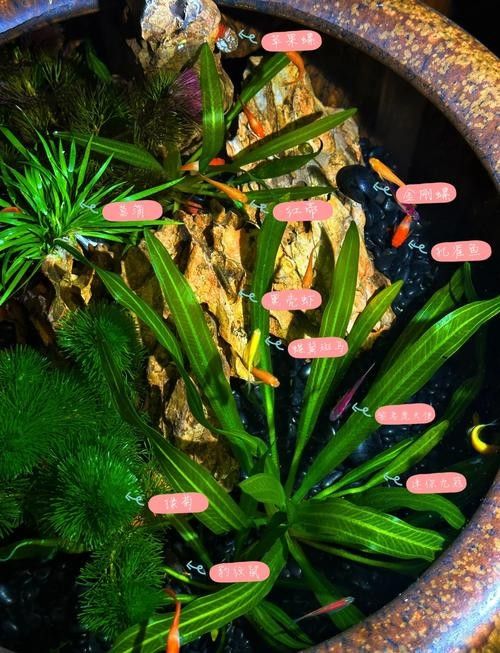 有哪些常見的水族混養搭配？（常見的水族混養搭配）