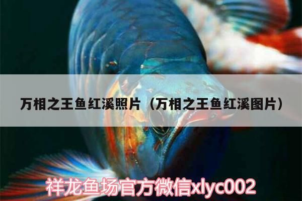 萬相之王魚紅溪照片(萬相之王魚紅溪圖片)