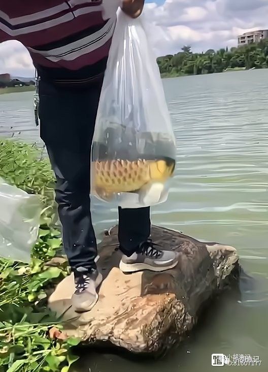 放生龍魚是否違法？（「小課堂」放生龍魚是否違法？）