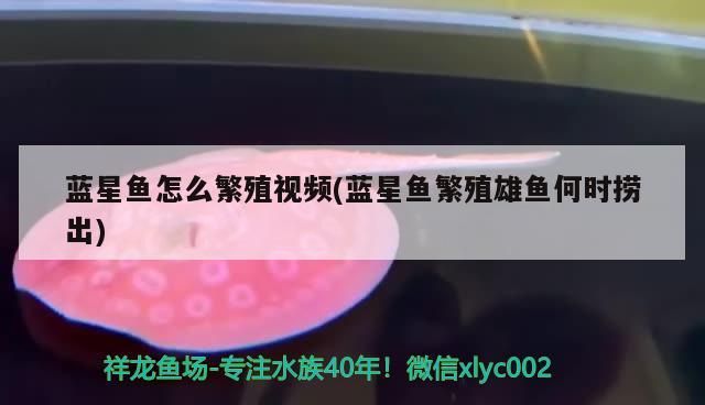 藍星魚怎么繁殖視頻(藍星魚繁殖雄魚何時撈出)（藍星魚怎么繁殖）