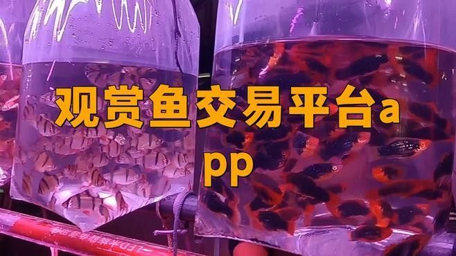 哪個平臺交易龍魚最可靠？（網上買觀賞魚哪個平臺好）