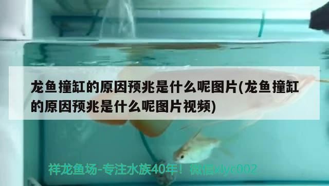 龍魚撞缸的原因預兆是什么呢圖片(龍魚撞缸的原因預兆是什么呢圖片視頻)（龍魚撞缸的原因預兆） 龍魚撞缸的原因預兆是什么呢圖片(龍魚撞缸的原因預兆是什么呢圖片視頻)（龍魚撞缸的原因預兆） 觀賞魚百科