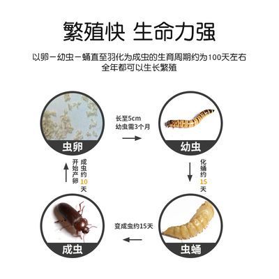 如何判斷龍魚飼料新鮮度，如何判斷龍魚飼料的新鮮度 如何判斷龍魚飼料新鮮度，如何判斷龍魚飼料的新鮮度 觀賞魚百科 第5張