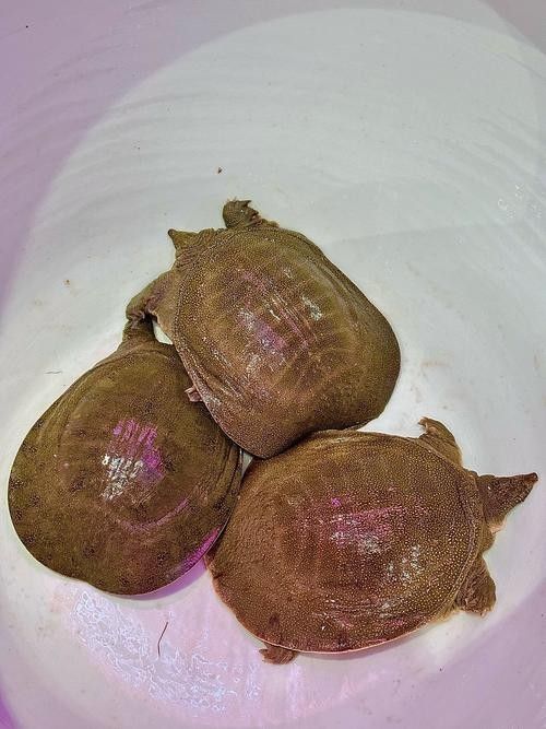 哪些食物對烏龜最有益（烏龜吃什么）