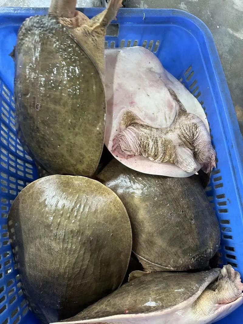 哪些食物對烏龜最有益（烏龜吃什么）