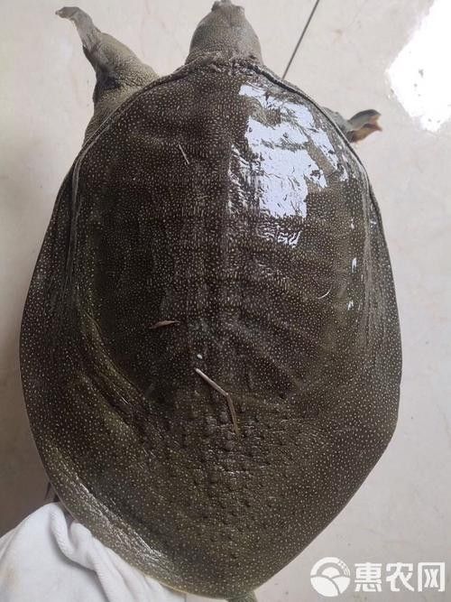 哪些食物對烏龜最有益（烏龜吃什么）