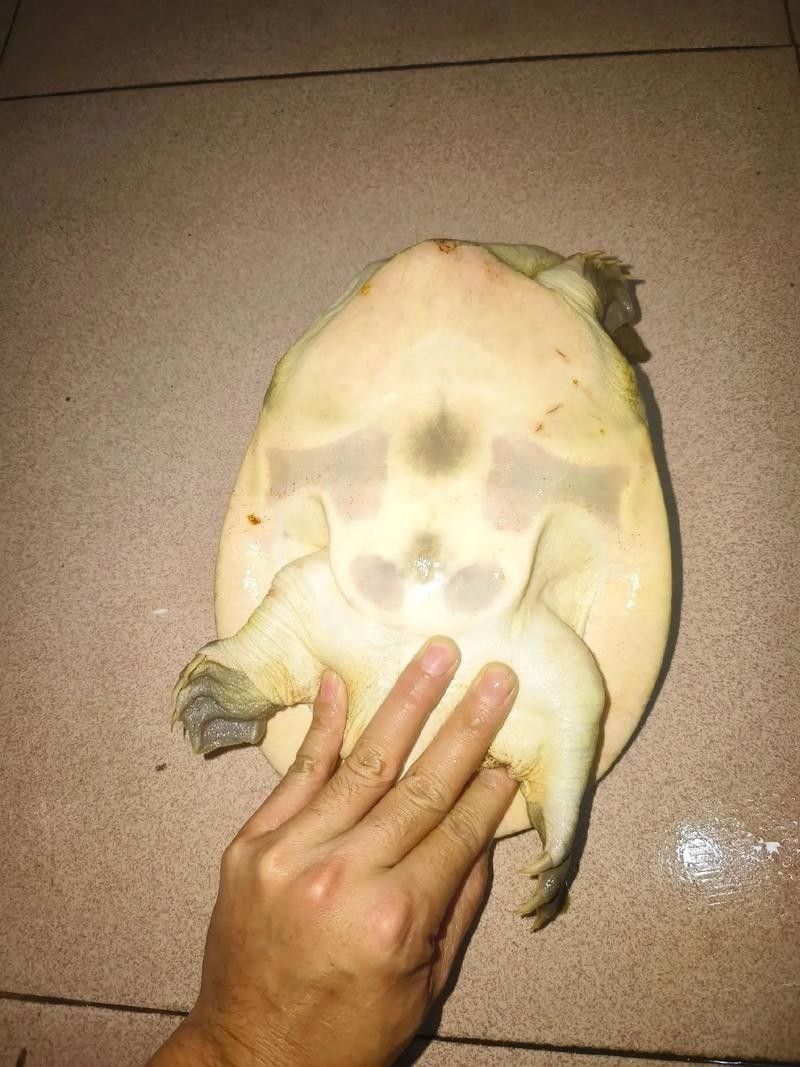 哪些食物對烏龜最有益（烏龜吃什么）
