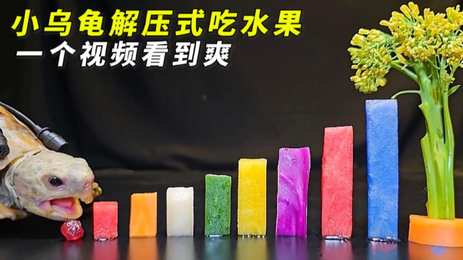 哪些食物對烏龜最有益（烏龜吃什么）