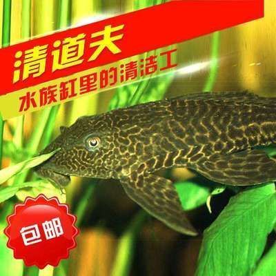 福州魚缸批發市場在哪里進貨的呢（福州魚缸批發市場在哪里進貨的呢多少錢）（福州魚缸批發市場）