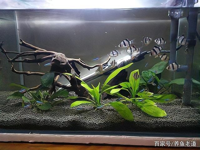 如何區分菌膜和水霉病？（百度教育觀賞魚水霉病真相大揭秘） 如何區分菌膜和水霉病？（百度教育觀賞魚水霉病真相大揭秘） 龍魚百科 第2張