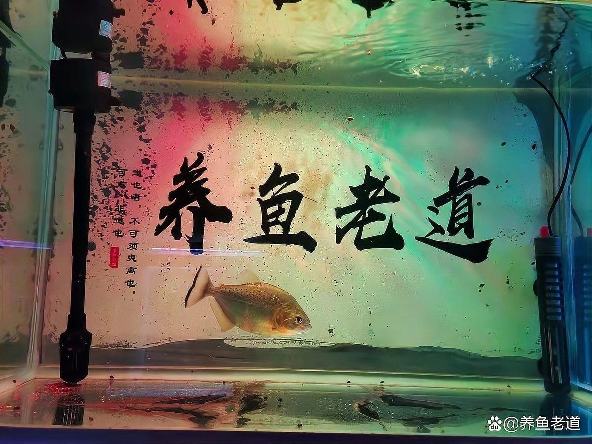 如何區分菌膜和水霉病？（百度教育觀賞魚水霉病真相大揭秘） 如何區分菌膜和水霉病？（百度教育觀賞魚水霉病真相大揭秘） 龍魚百科 第5張