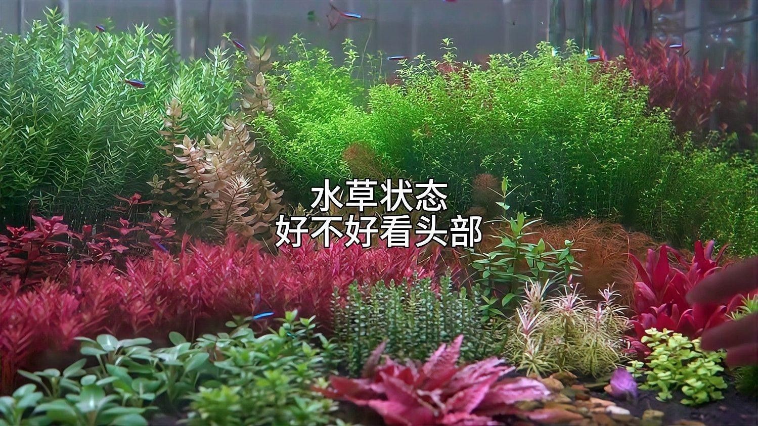 如何判斷水草是否健康？（如何判斷水草是否健康）