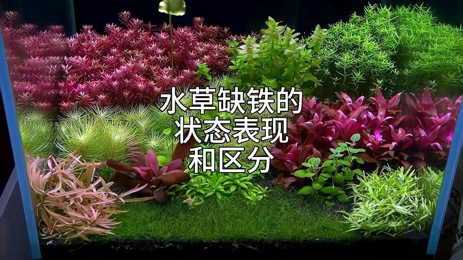如何判斷水草是否健康？（如何判斷水草是否健康）