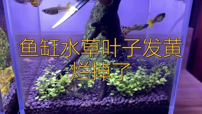 如何判斷水草是否健康？（如何判斷水草是否健康）