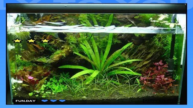 如何判斷水草是否健康？（如何判斷水草是否健康）