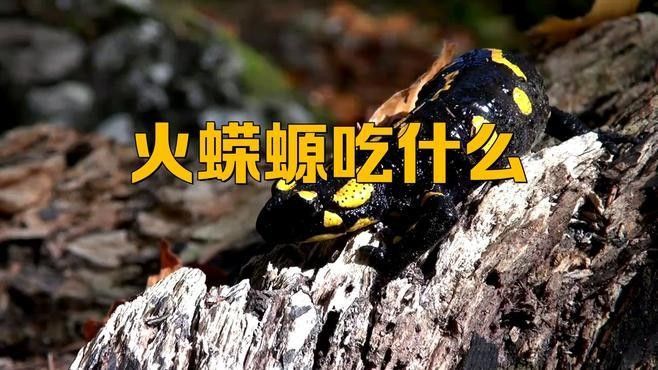 火龍魚蠑螈繁殖時需要注意什么？（龍魚蠑螈怎么養）