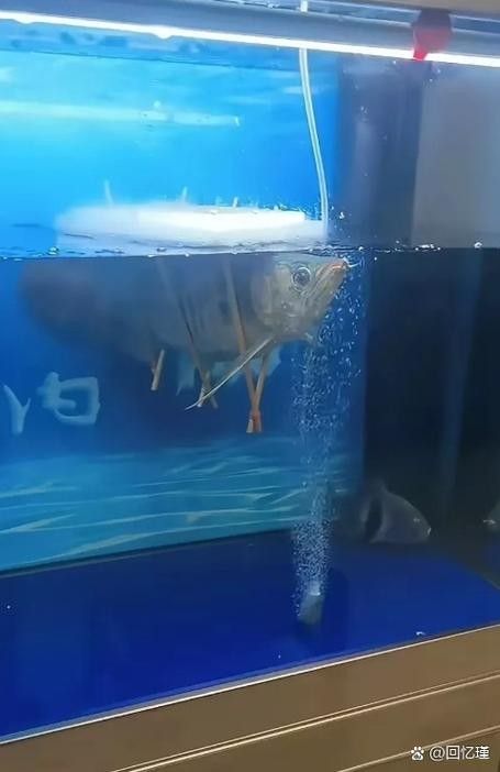 如何辨別真假藍底金龍魚（如何辨別藍底金龍魚的真假）