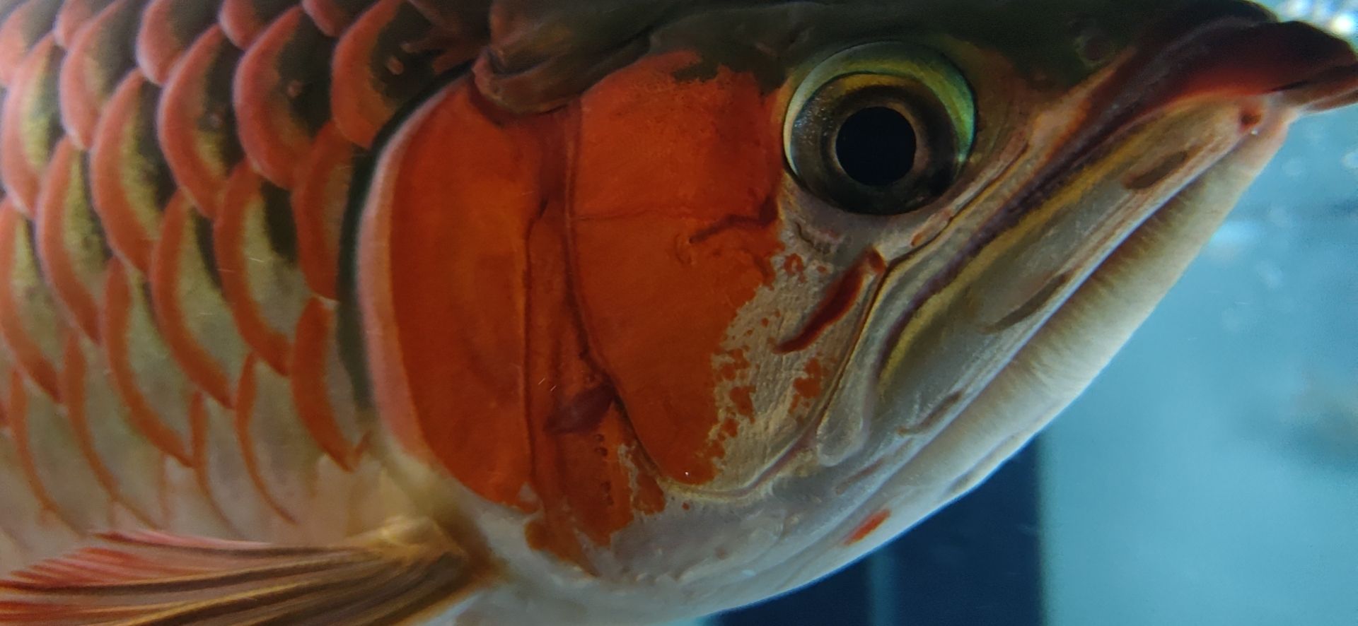 這魚能滿片滿鰓嗎？?（祥龍水族聯盟魚友怎么評論“這魚能滿片滿鰓嗎”）