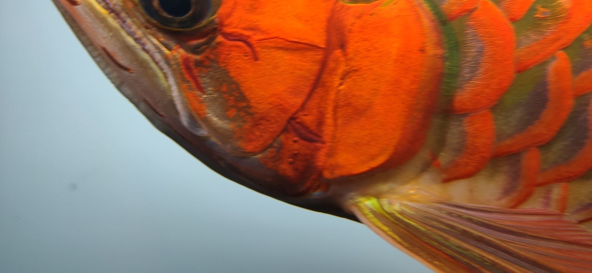 這魚能滿片滿鰓嗎？?（祥龍水族聯盟魚友怎么評論“這魚能滿片滿鰓嗎”）