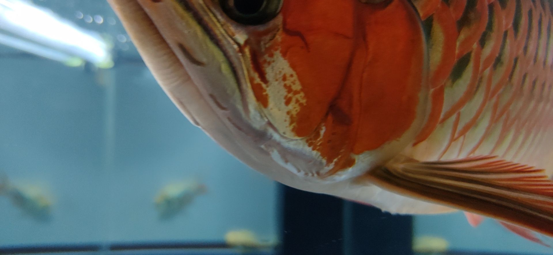 這魚能滿片滿鰓嗎？?（祥龍水族聯盟魚友怎么評論“這魚能滿片滿鰓嗎”）