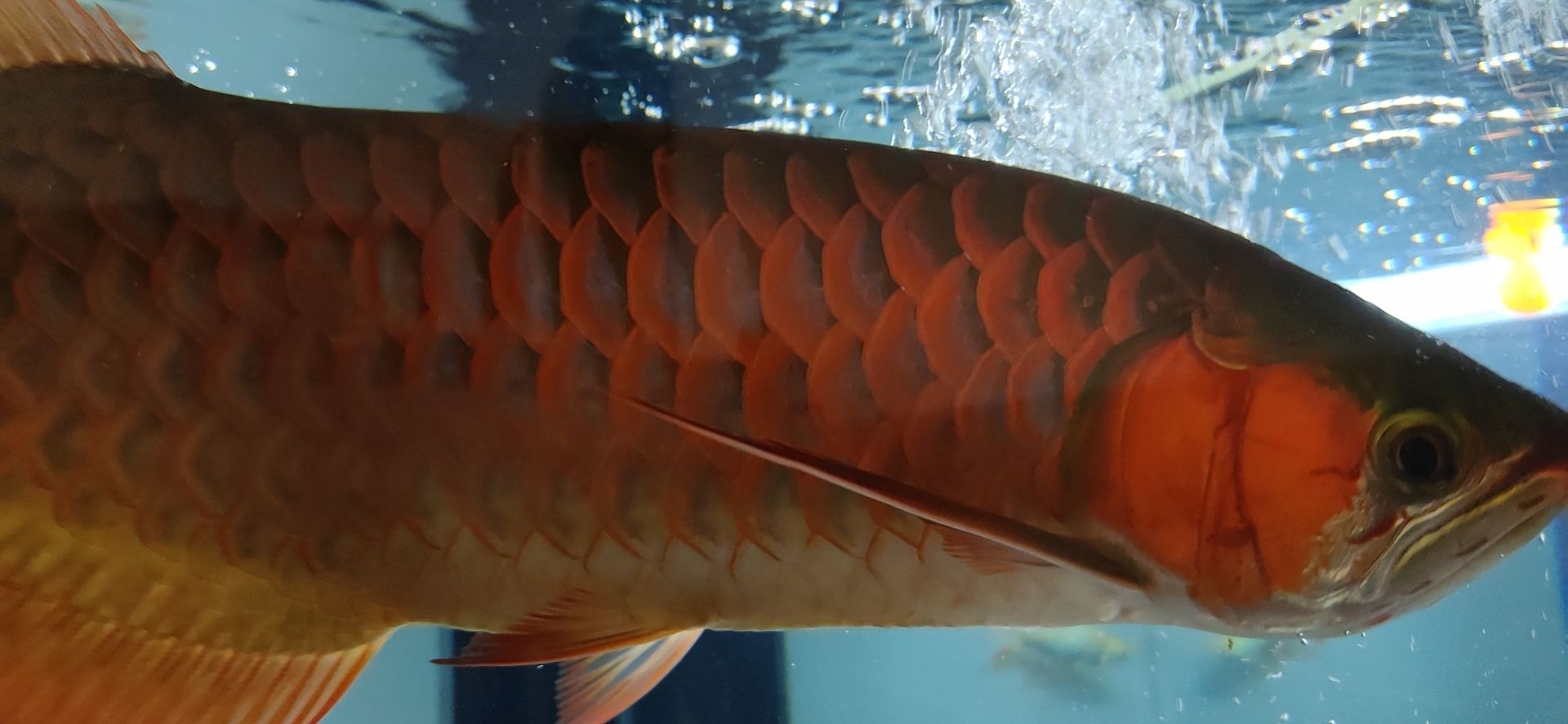 這魚能滿片滿鰓嗎？?（祥龍水族聯盟魚友怎么評論“這魚能滿片滿鰓嗎”）