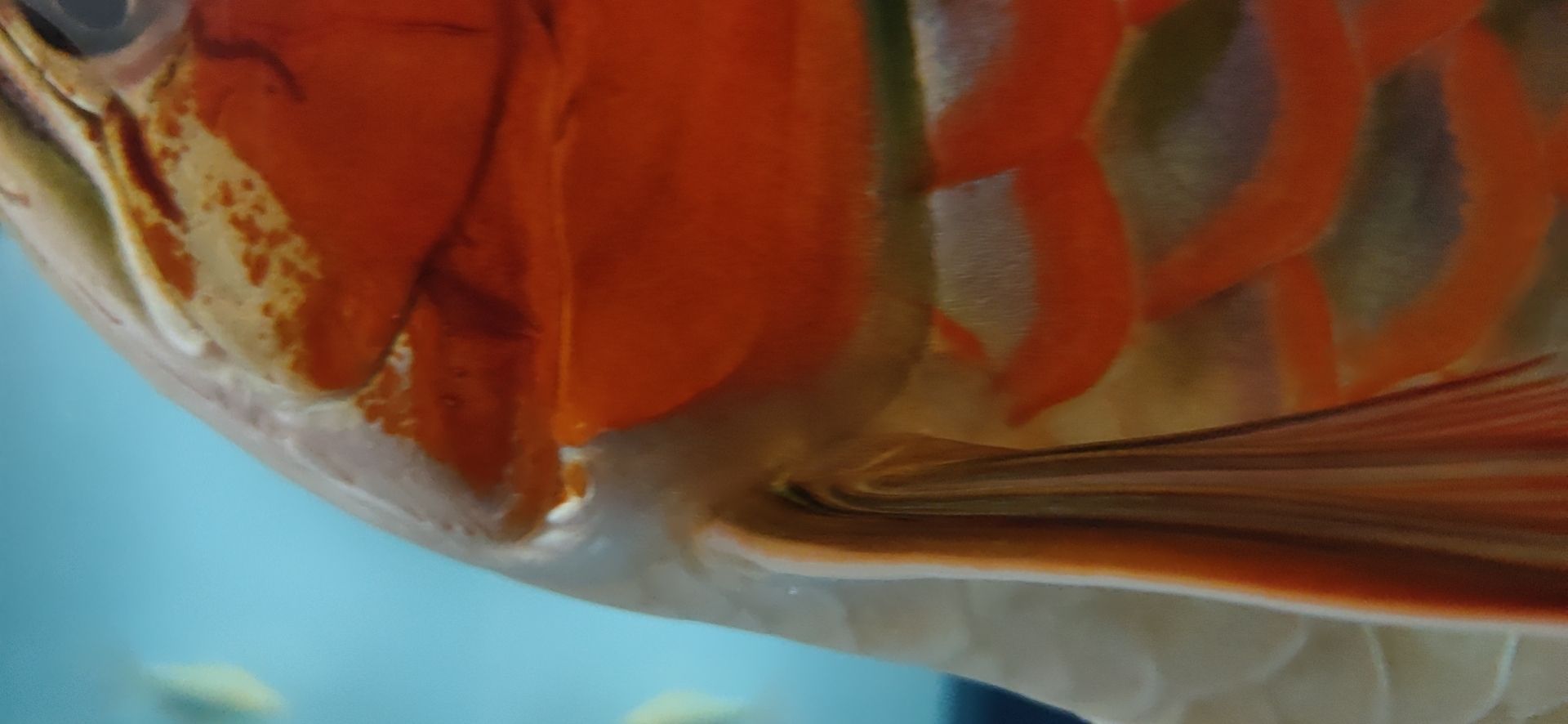 這魚能滿片滿鰓嗎？?（祥龍水族聯盟魚友怎么評論“這魚能滿片滿鰓嗎”）