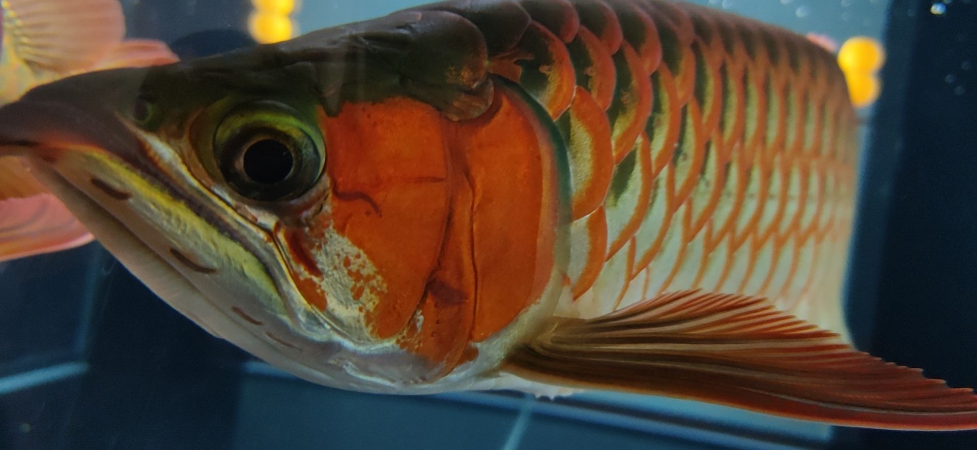 這魚能滿片滿鰓嗎？?（祥龍水族聯盟魚友怎么評論“這魚能滿片滿鰓嗎”）
