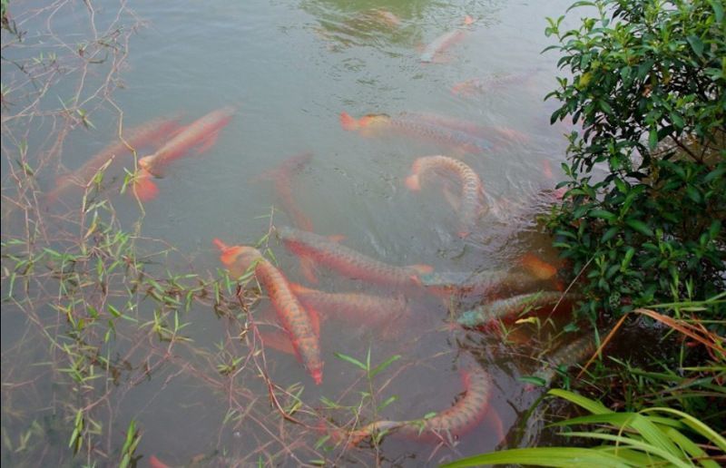 這魚能滿片滿鰓嗎？?（祥龍水族聯盟魚友怎么評論“這魚能滿片滿鰓嗎”）