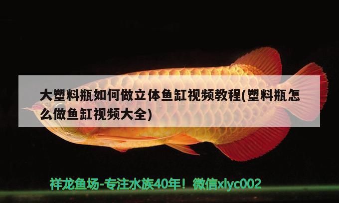 興安盟觀賞魚市場考驗眼力的時候到啦（興安盟觀賞魚市場）