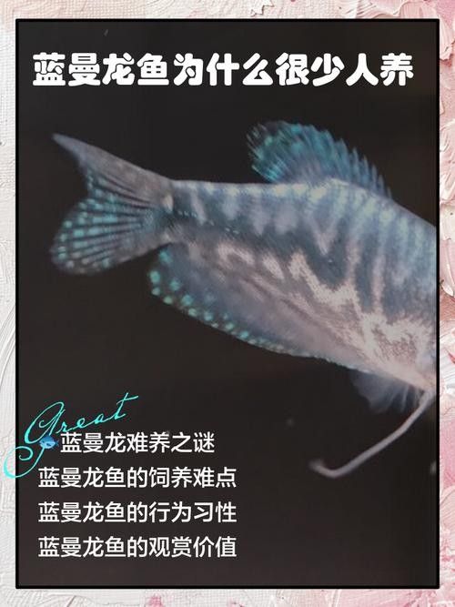 古典藍(lán)龍魚發(fā)色需要多長時(shí)間（古典藍(lán)龍魚發(fā)色過程需要幾個(gè)月才能看到顯著的變化）