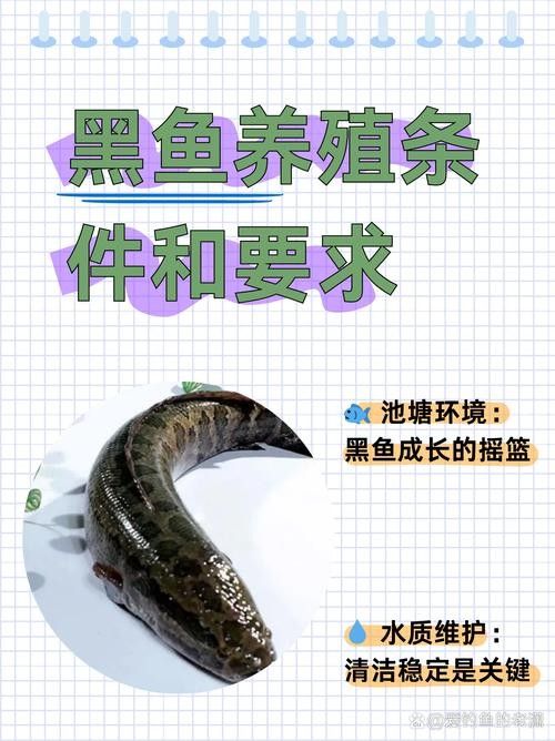 哪些因素會(huì)影響黑魚(yú)價(jià)格（黑魚(yú)價(jià)格受多種因素影響）