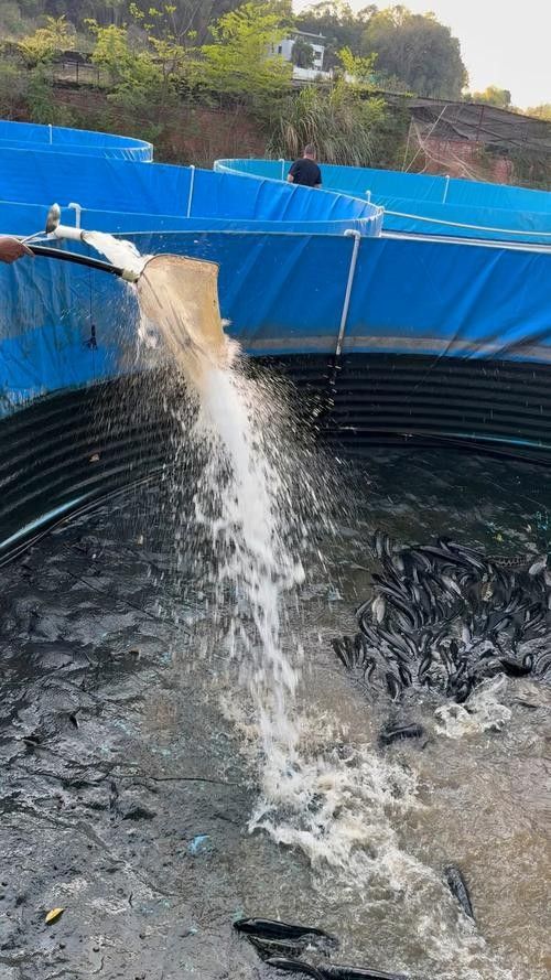 哪些因素會(huì)影響黑魚(yú)價(jià)格（黑魚(yú)價(jià)格受多種因素影響）