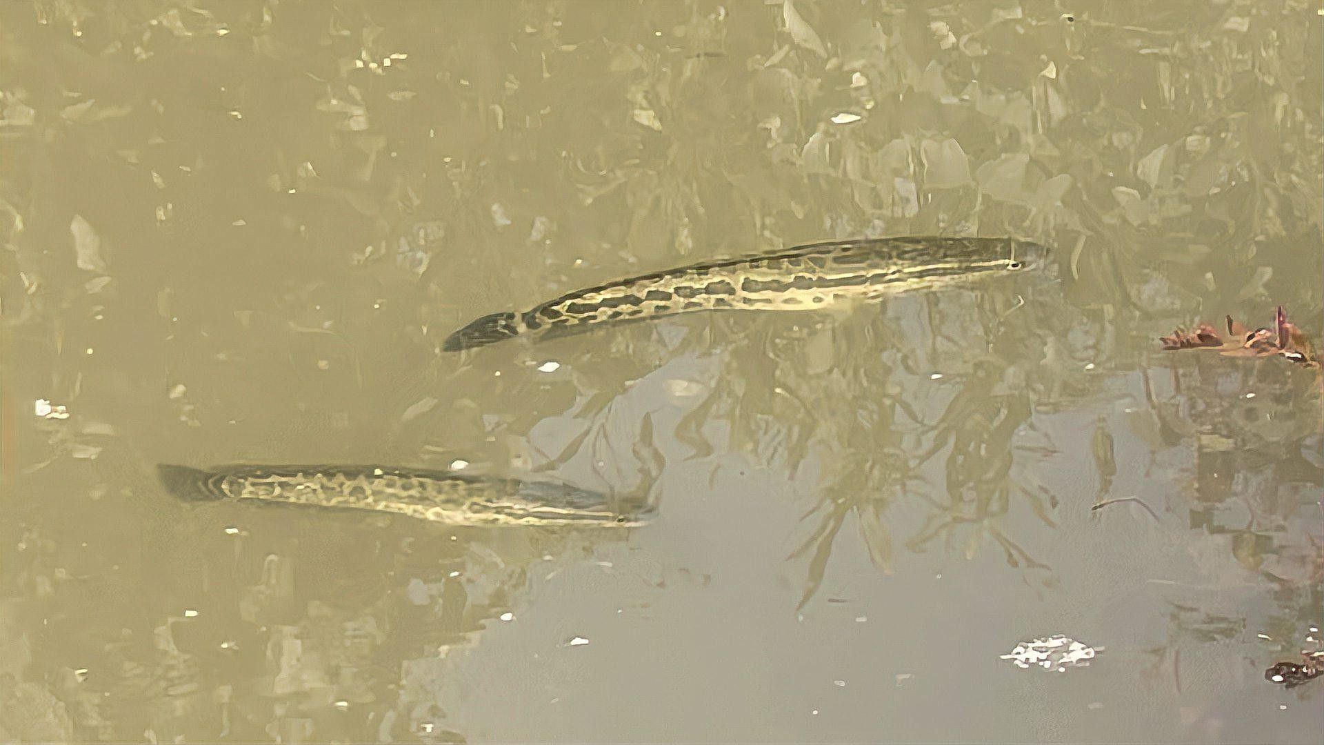 哪些因素會(huì)影響黑魚(yú)價(jià)格（黑魚(yú)價(jià)格受多種因素影響）