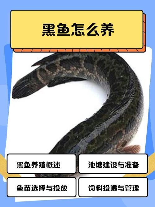 哪些因素會(huì)影響黑魚(yú)價(jià)格（黑魚(yú)價(jià)格受多種因素影響）