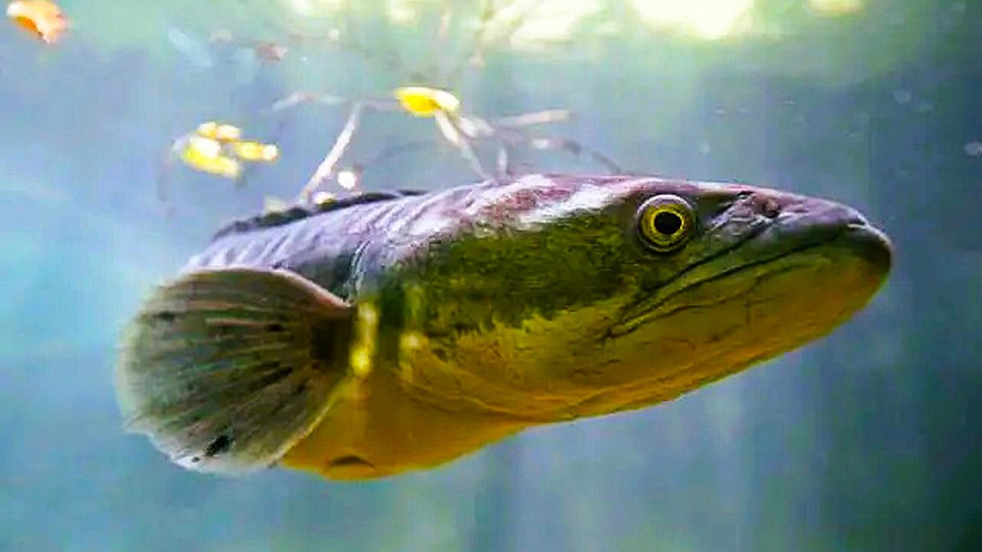 哪些因素會(huì)影響黑魚(yú)價(jià)格（黑魚(yú)價(jià)格受多種因素影響）