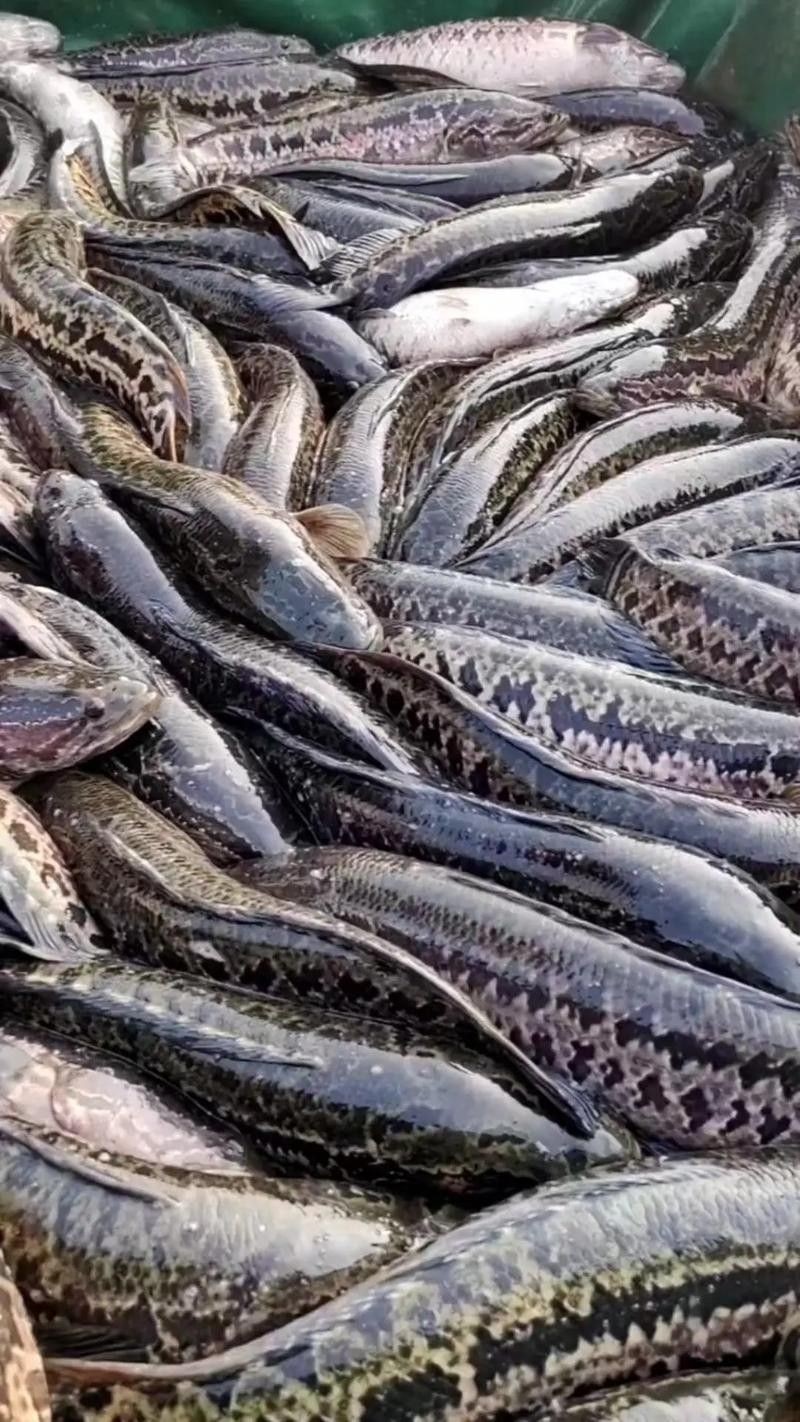 哪些因素會(huì)影響黑魚(yú)價(jià)格（黑魚(yú)價(jià)格受多種因素影響）