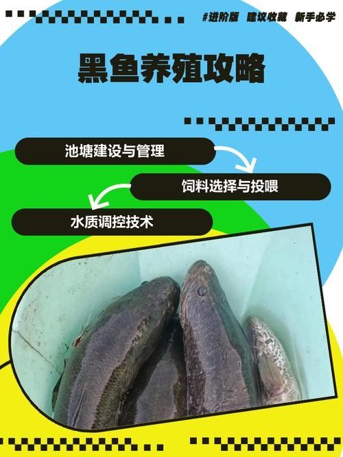 哪些因素會(huì)影響黑魚(yú)價(jià)格（黑魚(yú)價(jià)格受多種因素影響）