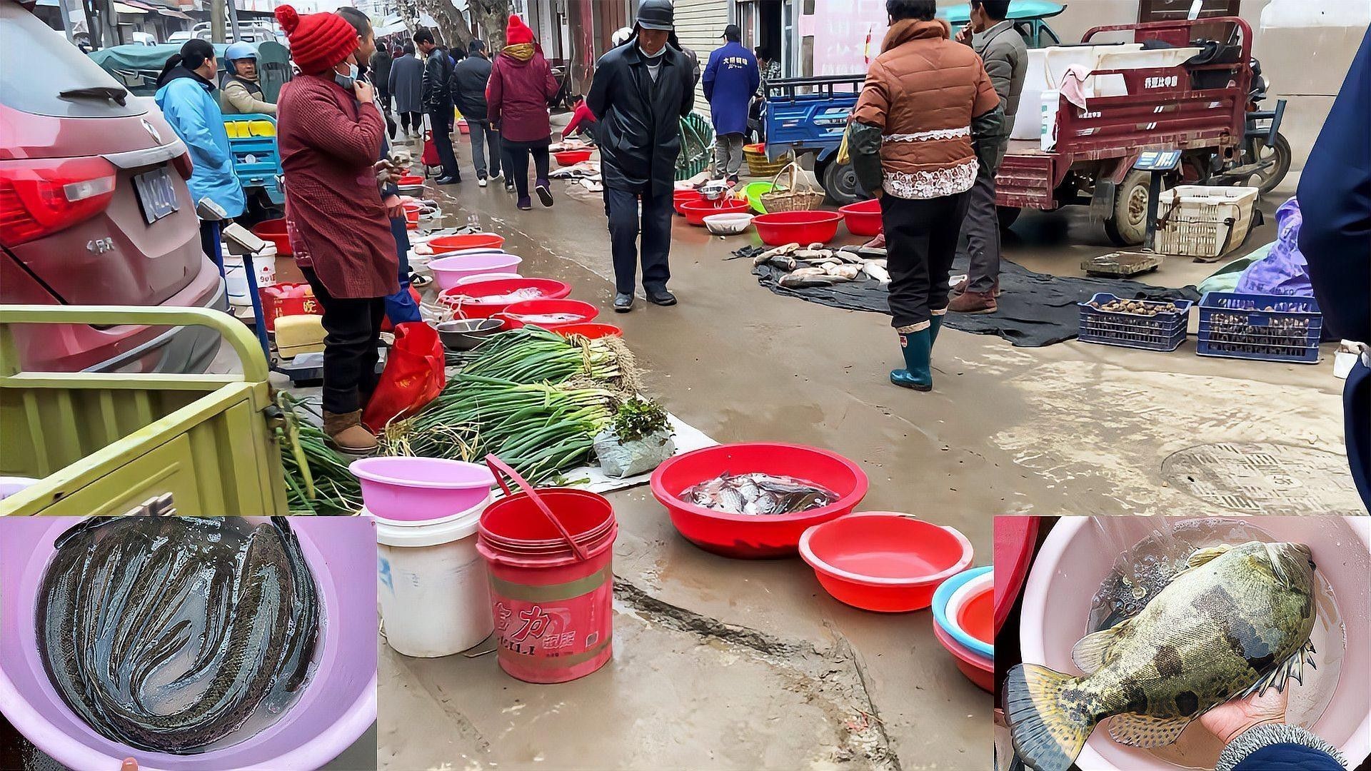 哪些因素會(huì)影響黑魚(yú)價(jià)格（黑魚(yú)價(jià)格受多種因素影響）