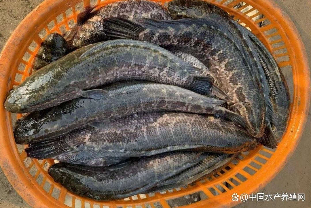 哪些因素會(huì)影響黑魚(yú)價(jià)格（黑魚(yú)價(jià)格受多種因素影響）
