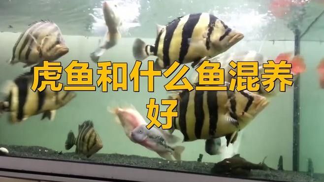 薩伊藍和虎魚混養(yǎng)的最佳搭配（薩伊藍與虎魚混養(yǎng)的最佳搭配）