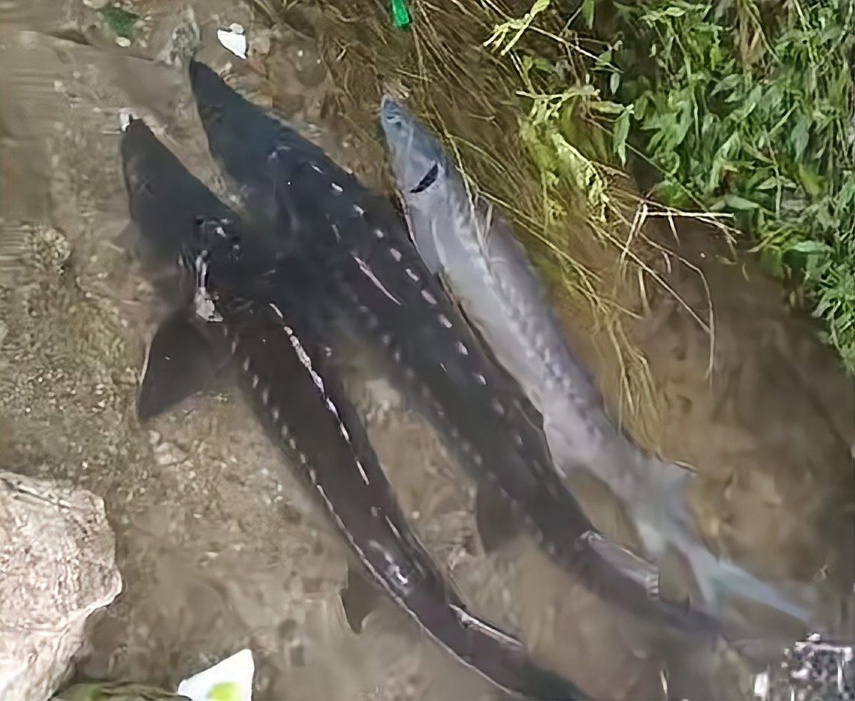 寬甸哪個水族館龍魚好？祥龍魚場龍魚（寬甸哪個水族館龍魚好） 寬甸哪個水族館龍魚好？祥龍魚場龍魚（寬甸哪個水族館龍魚好） 龍魚百科 第9張