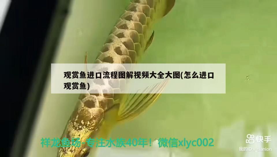 觀賞魚進(jìn)口流程圖解視頻大全大圖(怎么進(jìn)口觀賞魚)（觀賞魚進(jìn)口流程圖解視頻大全） 觀賞魚進(jìn)口流程圖解視頻大全大圖(怎么進(jìn)口觀賞魚)（觀賞魚進(jìn)口流程圖解視頻大全） 觀賞魚百科 第1張
