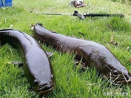 黑魚有哪些天敵（寵物魚塘里橫掃一切的黑魚，連食人魚都不怕）