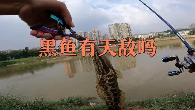 黑魚有哪些天敵（寵物魚塘里橫掃一切的黑魚，連食人魚都不怕）