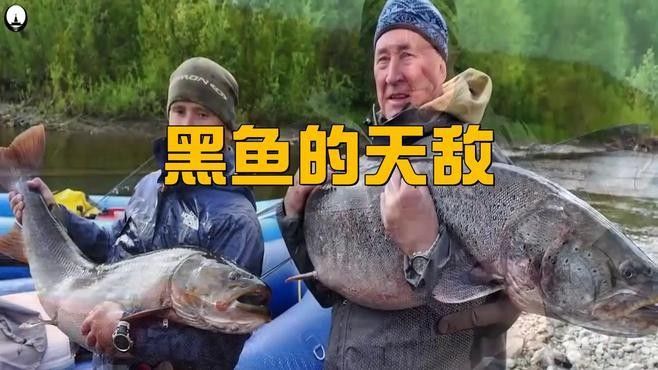 黑魚有哪些天敵（寵物魚塘里橫掃一切的黑魚，連食人魚都不怕）