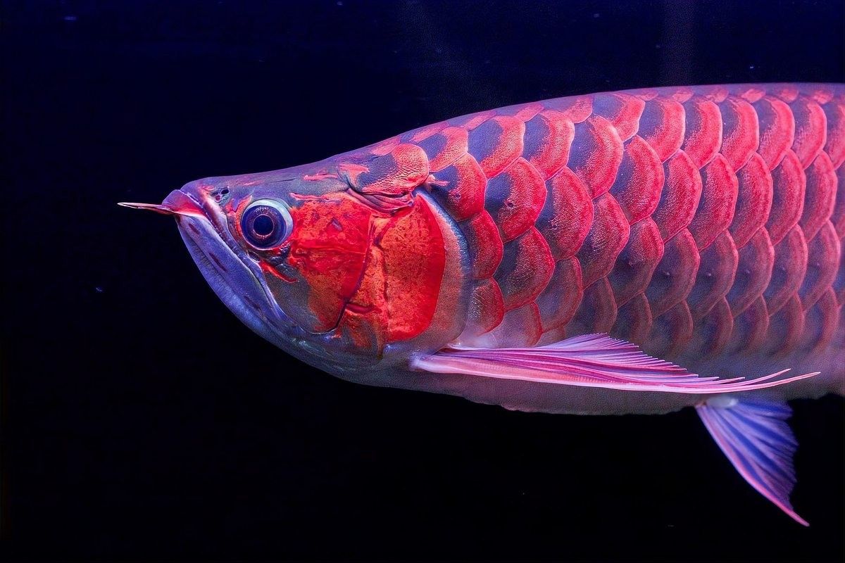龍魚認主后會有哪些表現？（龍魚認主后可能出現的一些表現） 龍魚認主后會有哪些表現？（龍魚認主后可能出現的一些表現） 龍魚百科 第5張