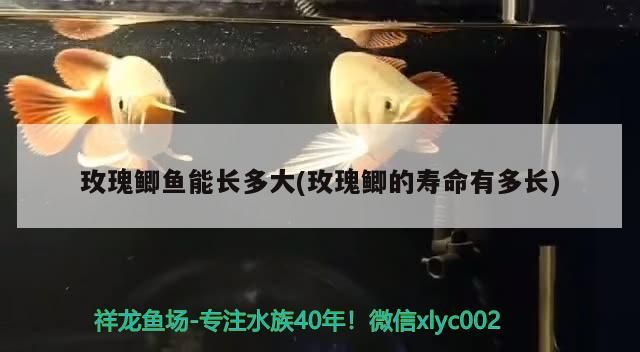 玫瑰鯽魚能長多大(玫瑰鯽的壽命有多長)（玫瑰鯽魚能長多大）