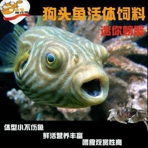 斑馬狗頭魚飼料營養成分表，斑馬狗頭魚飼料保存技巧 斑馬狗頭魚飼料營養成分表，斑馬狗頭魚飼料保存技巧 觀賞魚百科 第1張
